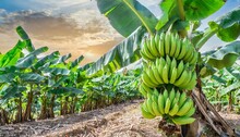 Giant Cavendish Banana Bunch On The Plantation