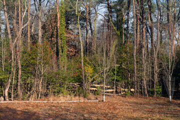 Wall Mural - Late Autumn Trees