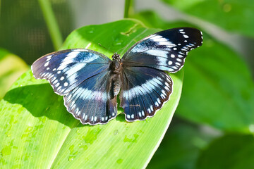 Wall Mural - Tanzanian Diadem butterfly on leaf