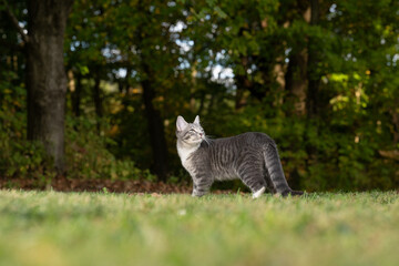 Wall Mural - Tabby cat and green grass