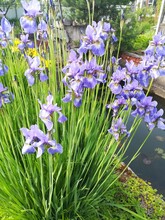 A Large Purple Bush Blooming Purple Iris Sibirica On A Sunny Summer Day. Floral Wallpaper.