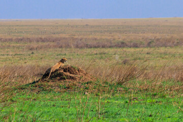 Wall Mural - Cheetah (Acinonyx jubatus) on termite mound in savanna in Serengeti National park, Tanzania