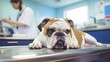 A photo of an English bulldog dog being examined by a veterinary clinic doctor