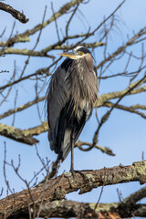 Wall Mural - great blue heron