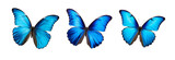 Fototapeta Motyle - Set of Beautiful Blue Butterflies in Full Body Close-Up Portraits, Flying with Grace, Isolated on Transparent Background, PNG