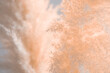 Background image of peach colored fluffy dry grass. Shallow depth of field