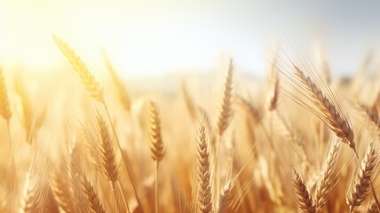 Wall Mural - golden wheat field under a bright sun