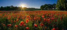 Poppy Flowers (Papaver Rhoeas) With Evening Sun, Guxhagen, Hesse, Germany, Europe