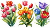 Fototapeta Tulipany - Set of Separate parts and bring together to beautiful bouquet of flowers in water colors style on white background, flat vector illustration