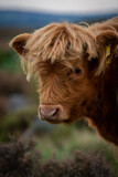 Młoda szkocka krowa na wrzosowiskach w Peak District, UK