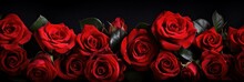 Closeup View Of Red Roses Isolated On A Black Background. Blooming Red Roses. Big Beautiful Garden Flowers Red Roses. Flowers For The Holiday, Bokeh, Macro, Floral Background. Bouquet Of Red Roses