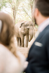 A bride and groom are watching elephants at the zoo