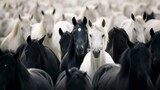 Fototapeta  - Unique White Horse Among Black Herd.