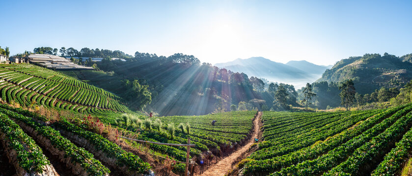 Travel winter landscape ecotourism, scenery nature sunshine in morning with flare mist, farmers picking strawberry in plantation organic farm valley. Ban Nor Lae, Doi Ang Khang, Chiang Mai, Thailand.