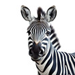 zebra isolated on transparent background