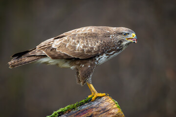 Canvas Print - Common Buzzard (Buteo buteo) sitting on a branch. Birds of prey . Wildlife scenery.