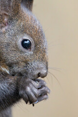 Red squirrel, Sciurus vulgaris, Cute arboreal, omnivorous rodent . Portrait of eurasian squirrel . Close up.