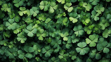 Green Shamrock, Clover Leaves Top View Background