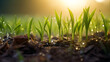 © Brian - little corn sprouts coming up out of the grown in a farmer's field beads of dew coming off the plants in the early morning sunrise