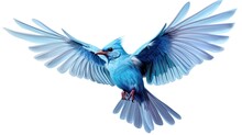 A Magnificent Blue Bird With A White Chest And Orange Beak