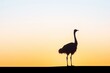 © Alfazet Chronicles - lone ostrich silhouette on hill at dawn