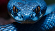 Blue viper snake closeup face, blue insularis