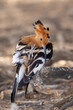 This African Hoopoe (Hoephoep) (Upupa Africana) is grooming though as if there is a great party coming! In the Kgalagadi Transfrontier Park, Kalahari near Craig Lockhart