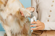 Close up cropped young owner groomer woman with her best friend retriever dog wear casual clothes trim dog's nails hold paw isolated on plain pastel light blue background. Take care about pet concept.