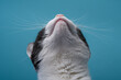 Izolowana broda kota z bliska, biały pysk od dołu i wibrysy