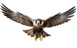 Peregrine Falcon Dive On Transparent Background