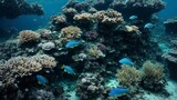 Fototapeta Do akwarium - beautiful underwater world blue reef on sunny day