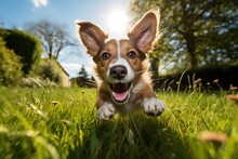 Listening Ears Funny Happy Summer Spring Running Pet Puppy Dog Playful Grass Concept Generative AI