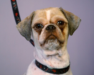 on a purple background, a portrait of a Shih Tzu dog with a short haircut. dog with white and brown fur. pet's look. pet grooming front view