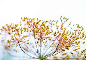 Wall Mural - Close-up of ripe dill seeds on the dried plant.
