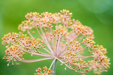 Wall Mural - Close-up of ripe dill seeds on the dried plant.
