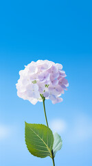 Wall Mural - Mobile wallpaper with hydrangea flower and Sky in the afternoon. Created using generative AI.