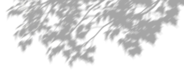 Wall Mural - trees branches shade move blur on transparent backgrounds 3d render png