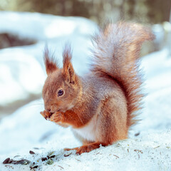 Wall Mural - Winter Portrait of a fluffy  red squirrel,  Feeding animals in winter.