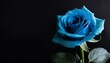 青い薔薇の背景