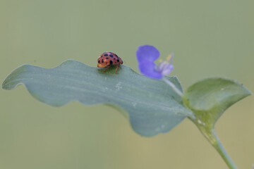 Wall Mural - A ladybug is feeding on a wild grass flower. This small insect has the scientific name Epilachna admirabilis.