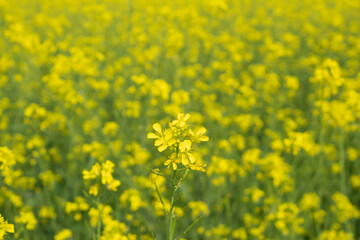 Wall Mural - Rape blossoms in the field, closeup of photo.