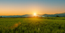 Green Rice Field With Sunset Skyac Background. Countryside Landscape.