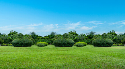 Wall Mural - Landscape of grass field and green environment public park with blue sky background