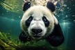 A panda swimming in the water with its head above the water