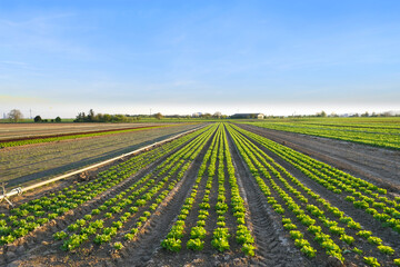 beautiful green vegetable lettuce plants, field with planted seedlings, sun shining on farmland, natural background for designer, wallpapers, food crisis, environmental concept, agriculture, farming