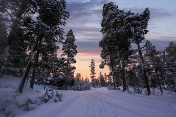 Poster - Sunset in the snowy pine forest