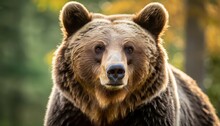 Portrait Of A European Brown Bear