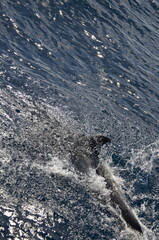 Wall Mural - Wild delphins near Tenerife swimming