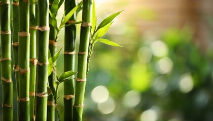  beautiful green bamboo stems on blurred background