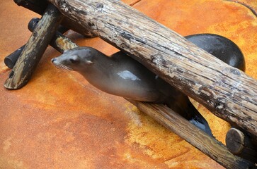 Sea lion in Jungle park of Tenerife.